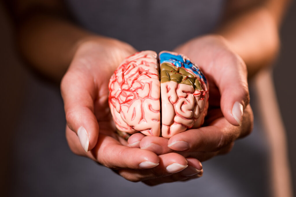 cropped shot of woman holding brain model in hands for mental health